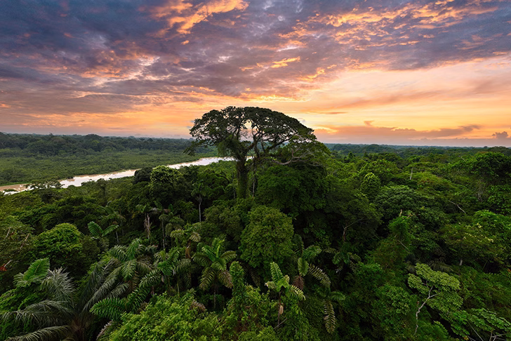 hutan amazon brasil google maps hutan amazon brasil google maps