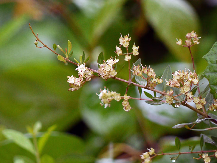 henna hati Lawsonia inermis