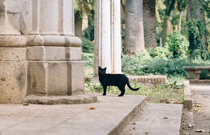 Fakta Menarik: Inilah Alasan Spanyol Melarang Adopsi Kucing Hitam Saat Halloween 1 Adopsi