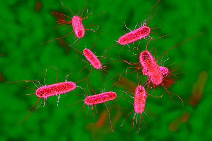 Ternyata Infeksi Saluran Kemih Bisa Datang dari Daging yang Kamu Makan 2 infeksi saluran kemih daging bakteri e. coli